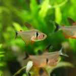 飼育1日目　ハイフェソブリコンsp. パンタナル